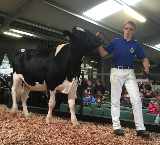 Heifers reach €4,200 at Irish Holstein Friesian Association sale