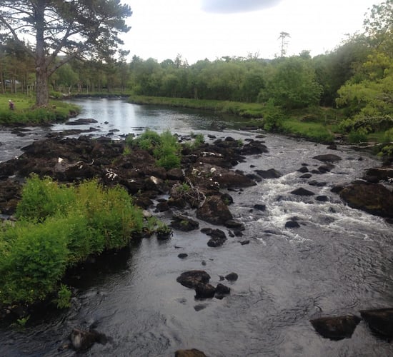 Dead calves with their ears cut off dumped in river