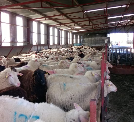 See how one Tipp dairy farmer is getting over €1/L for milk