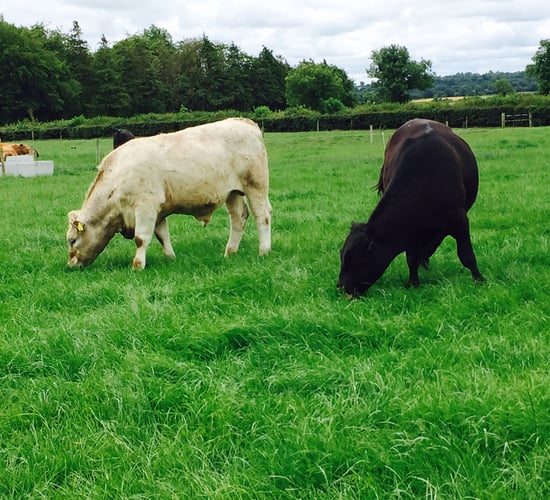 Cattle deaths from suspected botulism outbreak