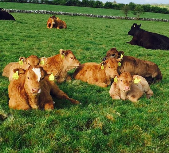 Cattle tag tender withdrawn after legal issues raised by a number of companies
