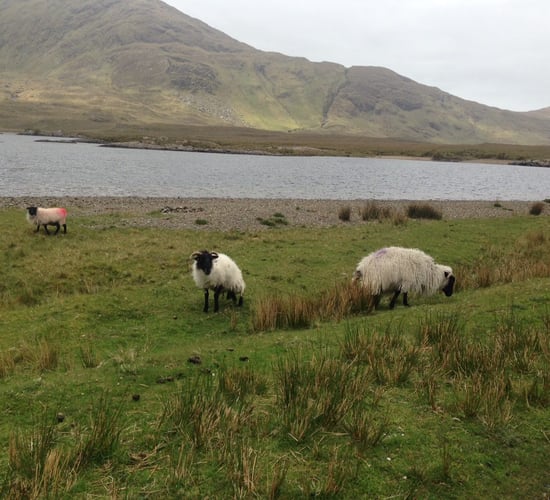Interested in finishing hill store lambs? - Teagasc is holding an open day