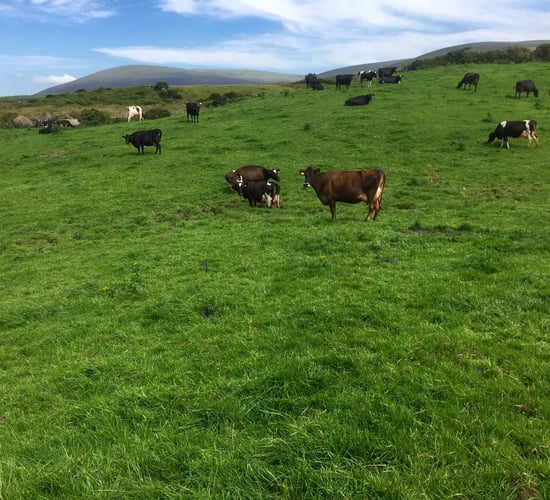 Operating 'Kerry style' spring grazing 900ft above sea level