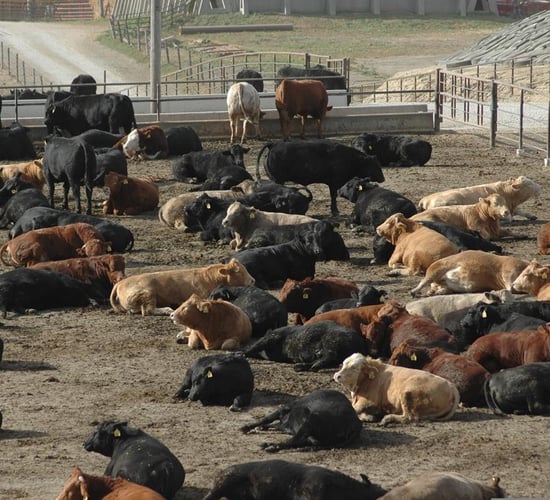 A higher bid has been placed on Australia's largest cattle farm