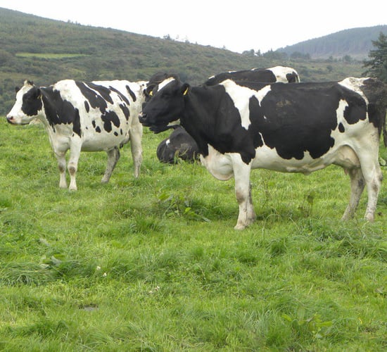 'Massive variation between the profitability of top and average dairy farms'