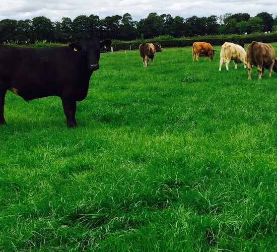 Does it pay to feed store cattle meal at grass prior to finishing?
