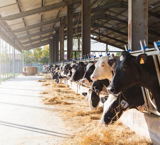 FrieslandCampina increases milk price for September