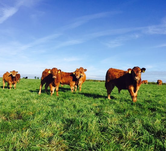 Suckler calf registrations down 108,460 since 2017