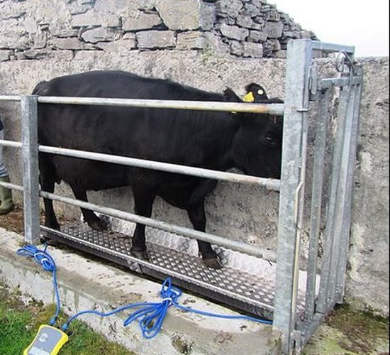 Increased BDGP payment for weighing cattle proposed by ICSA