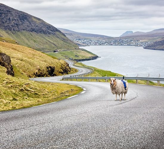 Video: Google recruits sheep to map out the Faroe Islands in the North Atlantic