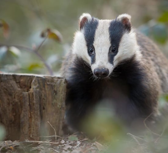 Gardaí appeal for witnesses in suspected badger baiting