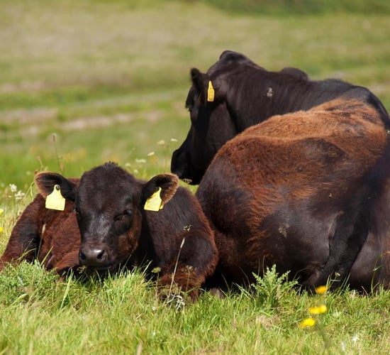 Smart Farming: Farmers encouraged to 'ensure long-term sustainability'