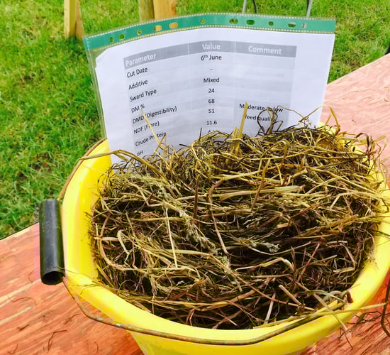 Silage quality shock on the cards for farmers