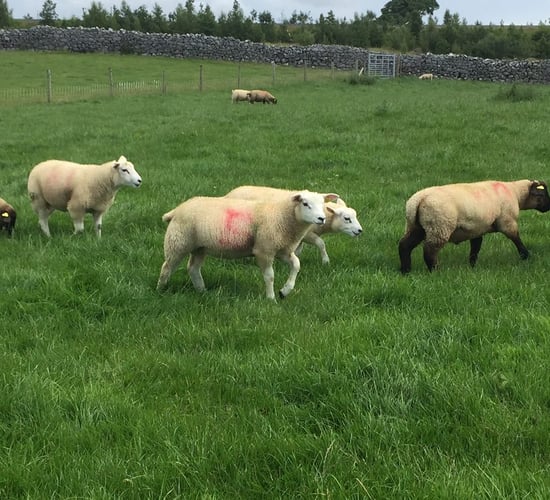 Sheep kill: Spring lambs make up 33% of weekly throughput