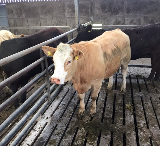 Cattle prices continue to drive forward – IFA