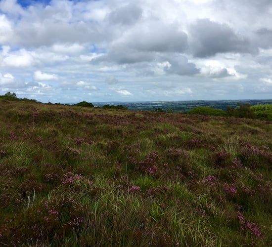'Farmers' grazing rights must be respected after sale of Dublin Mountains land'