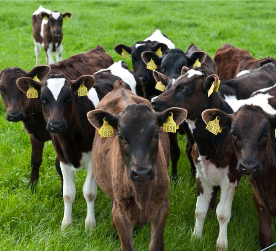 Dairy farmers aiming to increase cash flow with the use of beef AI sires