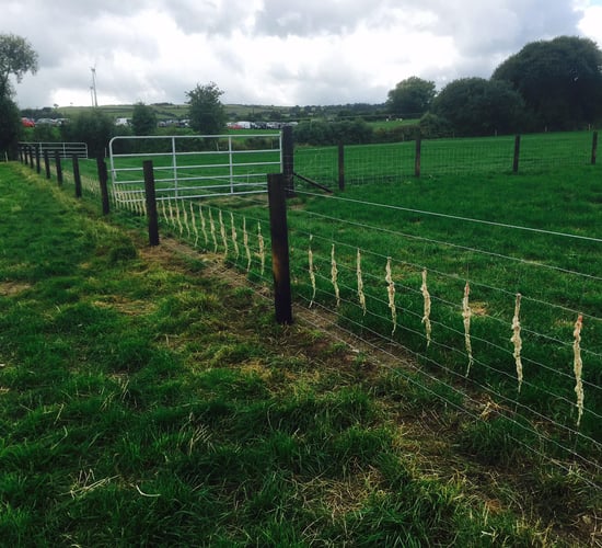 Over 1,000 farmers apply to Sheep Fencing Scheme under TAMS II