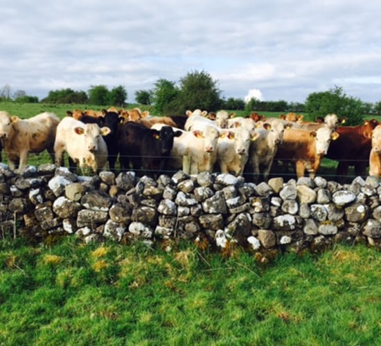 Animal Health Ireland boss to step down after eight years at the helm