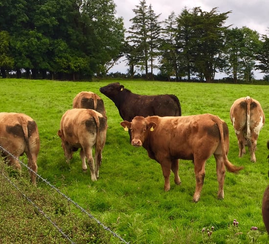 British beef trade to remain firm for the rest of the summer