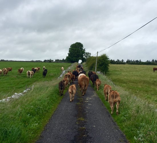 Creep grazing crucial for stress free weaning - Teagasc