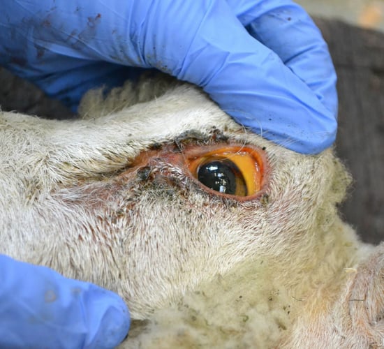 Why sheep are vulnerable to copper poisoning and what breeds are most at risk