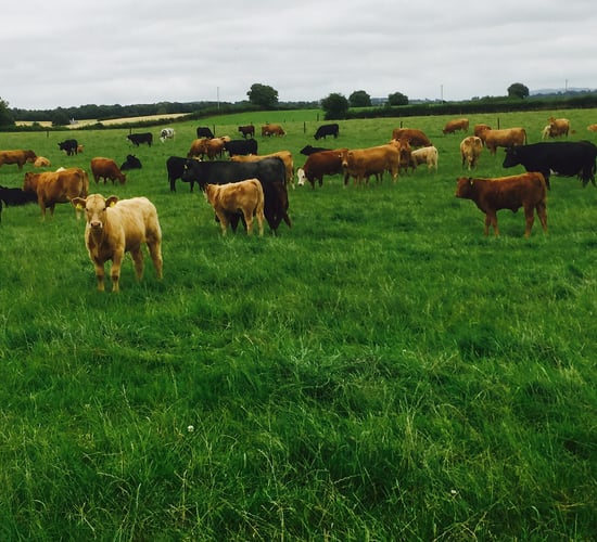 AgriLand vet: Why early scanning of suckler cows makes financial sense