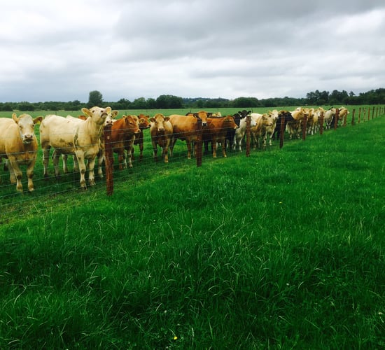 Can you taste the difference between grass and concentrate-fed beef?