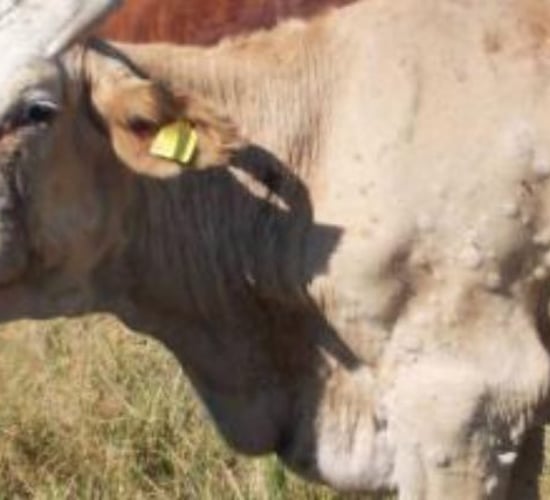 What is lumpy skin disease and why is it causing problems in south-eastern Europe