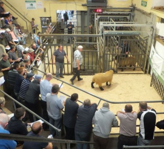 Strong line-up for Ireland's largest ram sale