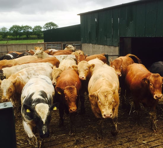 Don't ignore feed additives when margins are tight