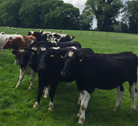 UK/Irish beef price differential rises to 60c/kg