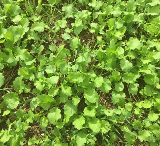 IFA calls for fodder-crop incentive scheme for tillage farmers