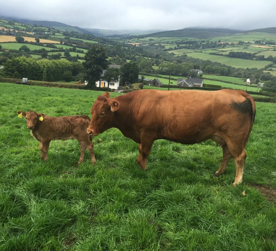 Have Irish farmers used technology to improve their businesses without realising?