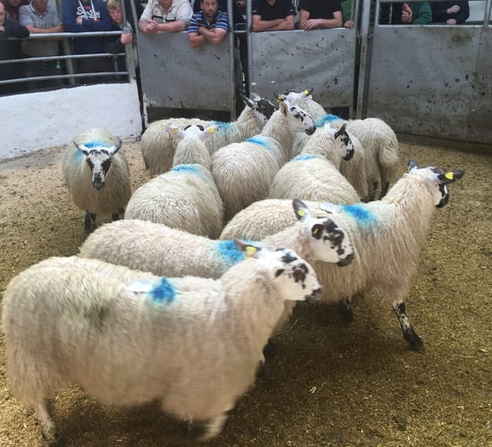 First signs of falling lamb prices as some quotes fall 5c/kg
