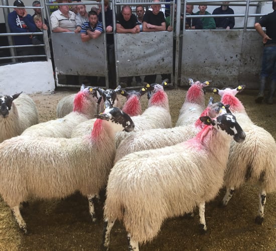 Mule ewe lambs top €170/head at Tullow Mart's breeding sale