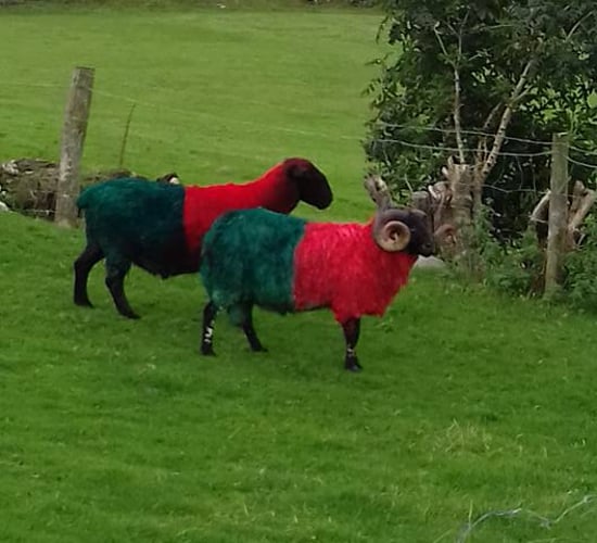 These sheep are baaa-cking Mayo to win the All-Ireland!