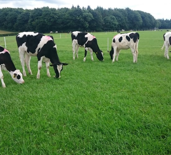 'Heifer rearing is a hidden cost on many dairy farms'