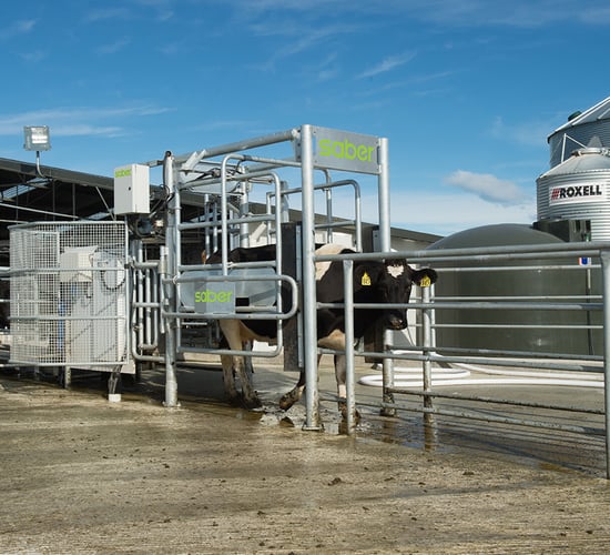 New Zealand’s LIC Automation to launch automated heat detection system