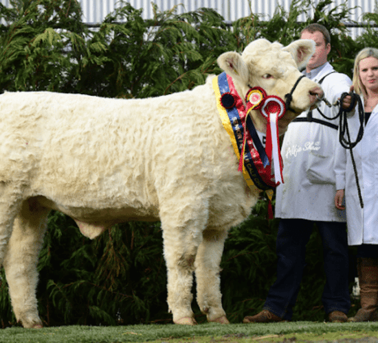 Charolais breeders set to flock to Roscommon for National Show