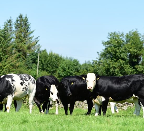 Dovea Genetics to auction six heifers in aid of Bothar