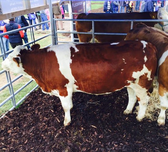 Interested in Fleckvieh cattle? - Check them out at the Ploughing