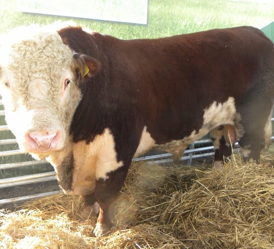 Buying a stock bull for your dairy herd this year