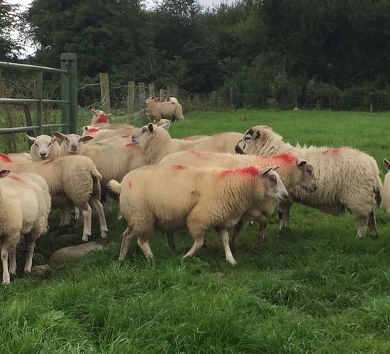 Hogget finishers see prices drop by 65c/kg on last year's levels