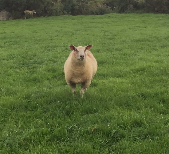 Calls for army to be brought in to deal with a dog that's killing sheep in Wexford