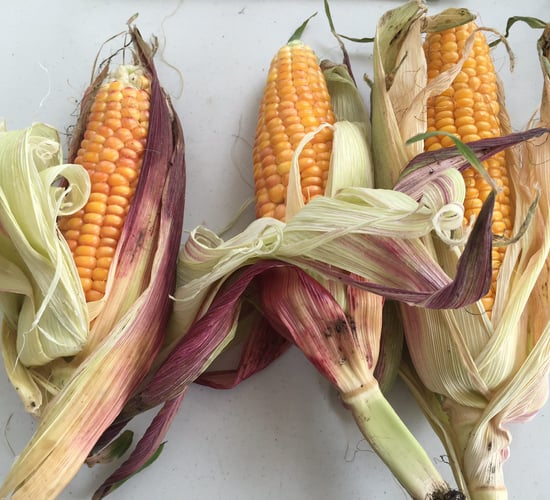 Would you choose a 'Spyci' maize variety next spring?