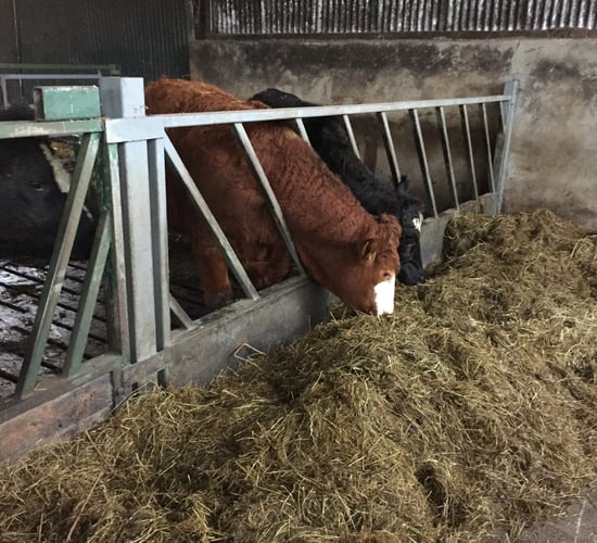 Getting winter housing right on organic beef farms