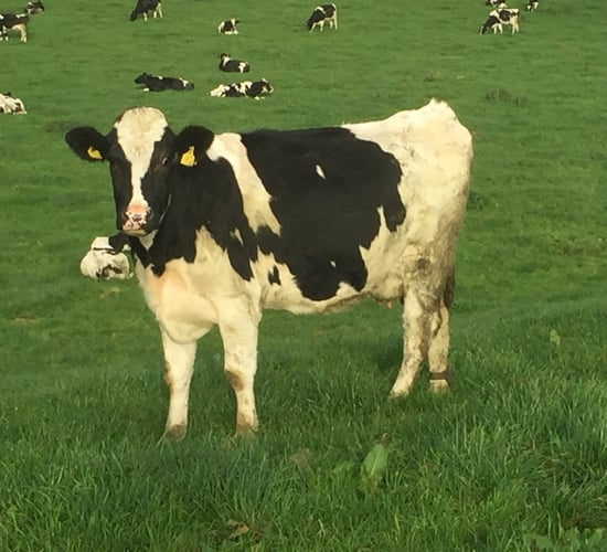 PICS: Moving from a Holstein to a crossbred herd on a large scale