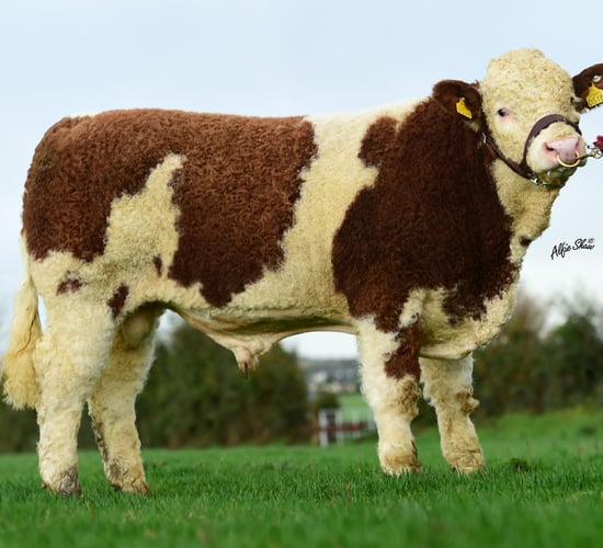 Pics: ICBF announces details of 13 new Gene Ireland bulls