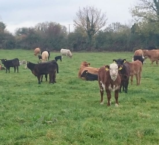 Pics: Matching conventional performance on a suckler-to-beef organic farm